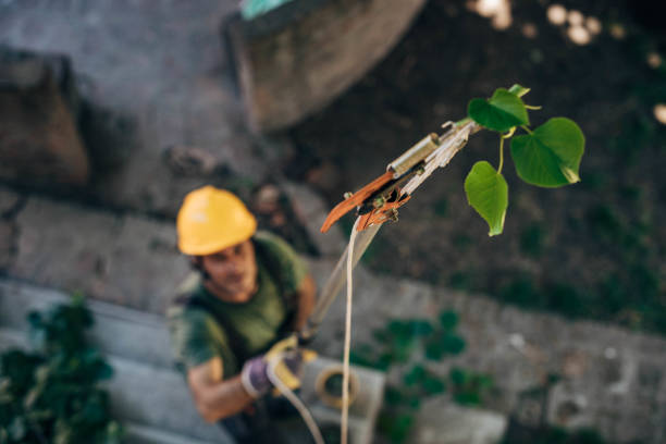 Tree and Shrub Care in Hugo, MN