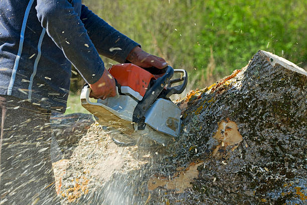 Hugo, MN Tree Services Company